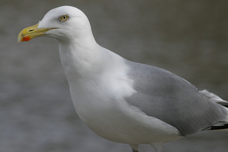 Fotoclubje Blijdorp 2008-24.jpg